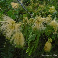 Albizia lebbeck (L.) Benth.